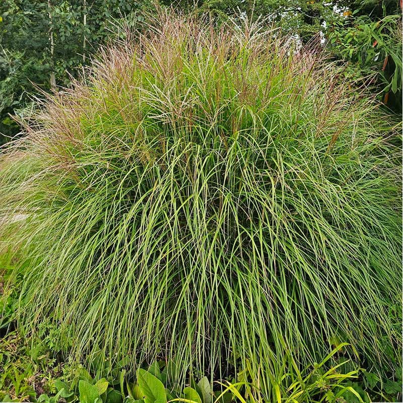Glansmiskantus 'Ferner Osten',2L Rödrosa vippor, höjd ca 160 cm, soligt läge