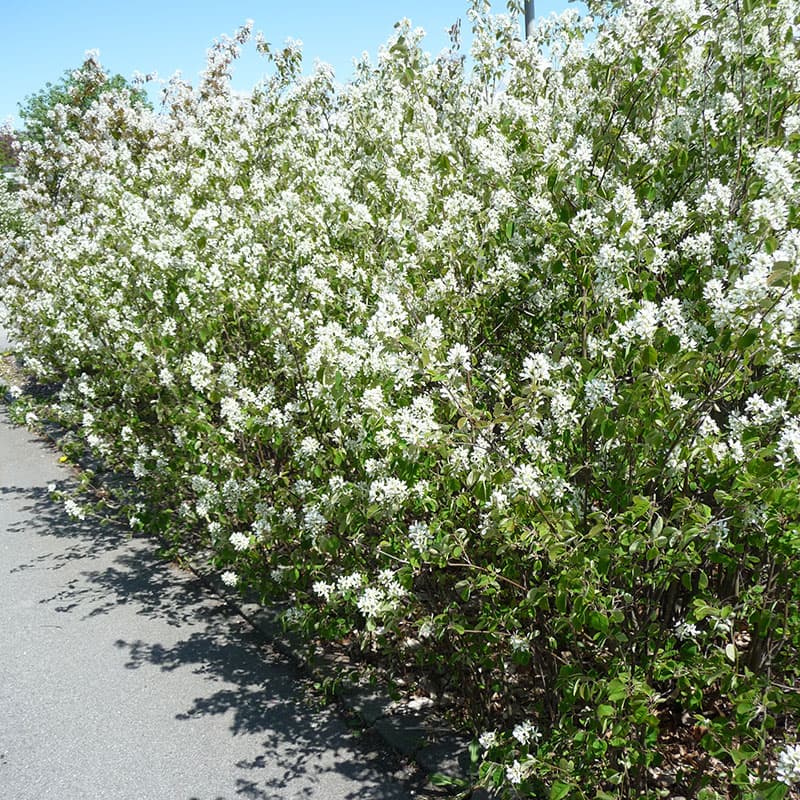 Häggmispel 50-80 cm 10-pack, vit blom 3-5 m zon1-7 tålig häck sol/halvskugga barrot