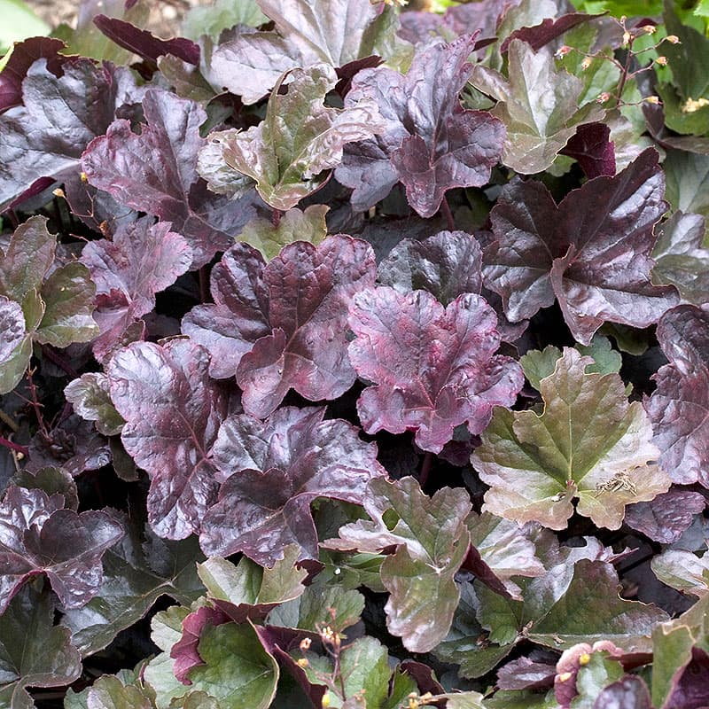 Alunrot 'Obsidian' 3-pack, mörkröd blad vit blom perenn 20–50 cm sol halvskugga rabatt