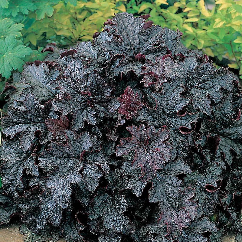 Alunrot 'Plum Pudding' 3-pack, silverrosa blad vit blom perenn 25–50 cm sol halvskugga