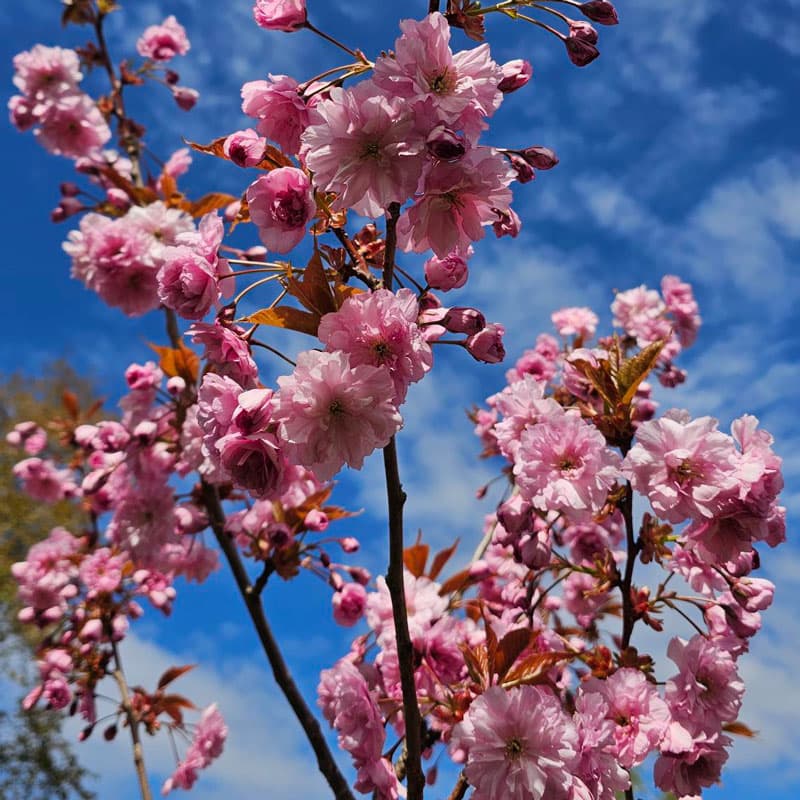 Japanskt prydnadskörsbär Kanzan, 1 st rosa maj 3–5 m sol zon1–3 kraftig blomning