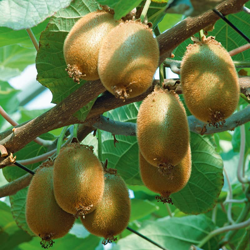Kiwi 'Jenny', 10-pack, sjävfertil, starkväxande kiwi frukt/bär sol-växthus zon 1–3 sep–okt