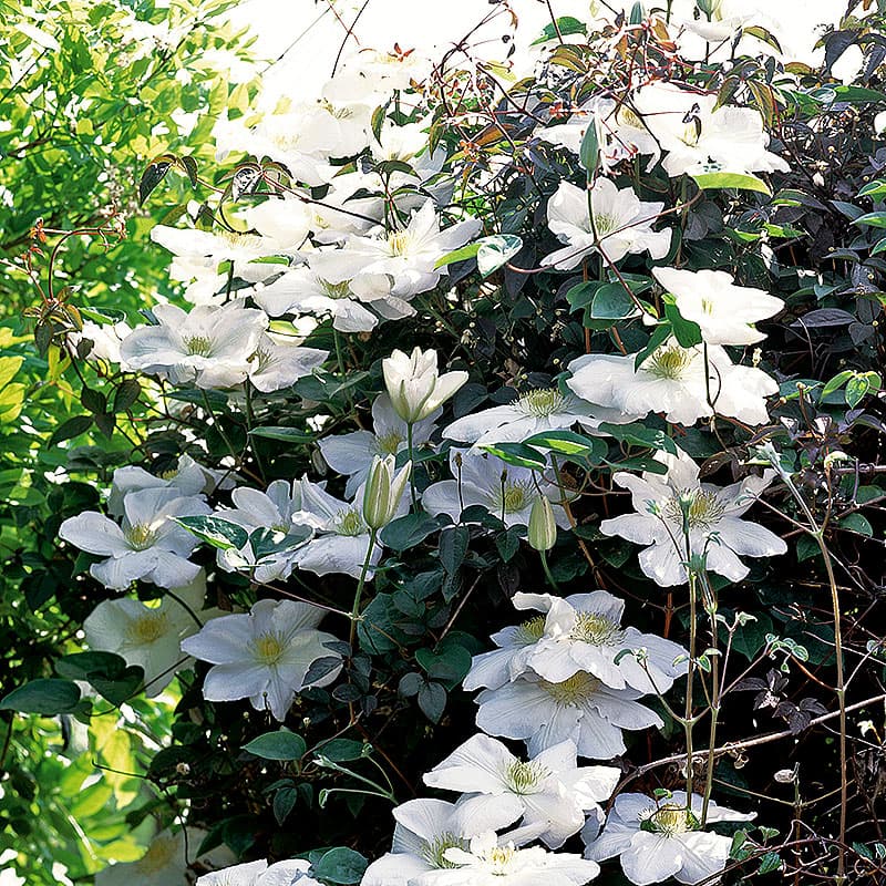 Klematis 'Mevrouw le Coultre', vita stora blommor juni–sep höjd 3m sol–halvskugga, klätterväxt