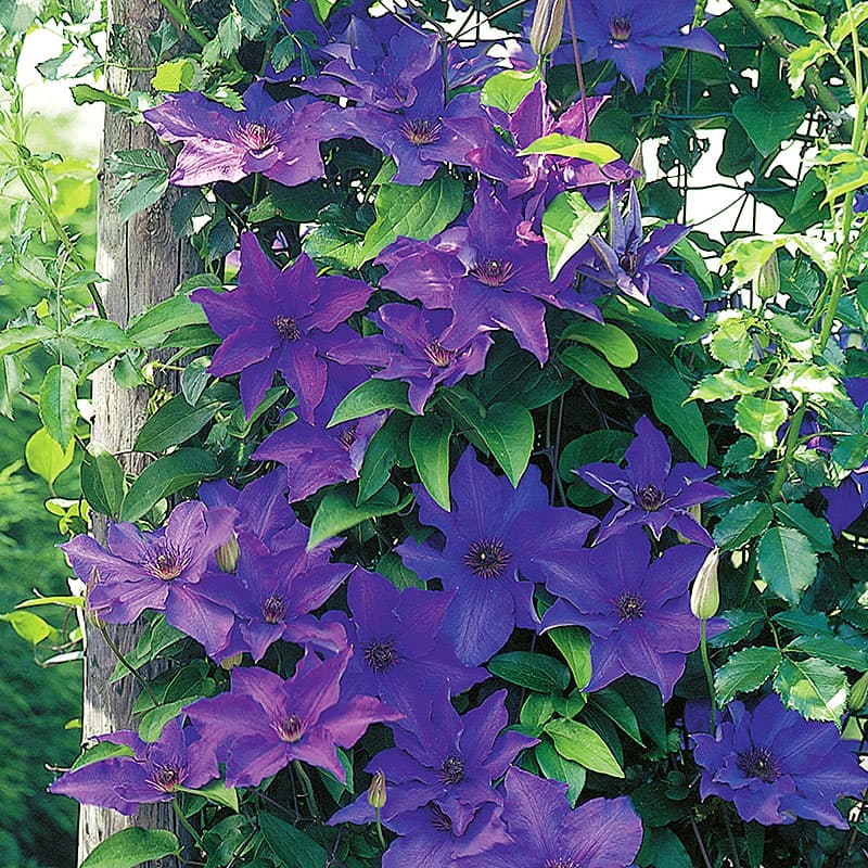 Klematis 'The President' 1-pack, blålila stora blommor juni–sep höjd 3m sol–halvskugga, klätterväxt