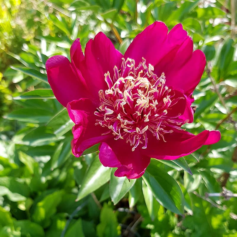 Luktpion 'Karl Rosenfield', röd fylld perenn ca 80 cm sol kalkrik rabatt Paeonia 2L