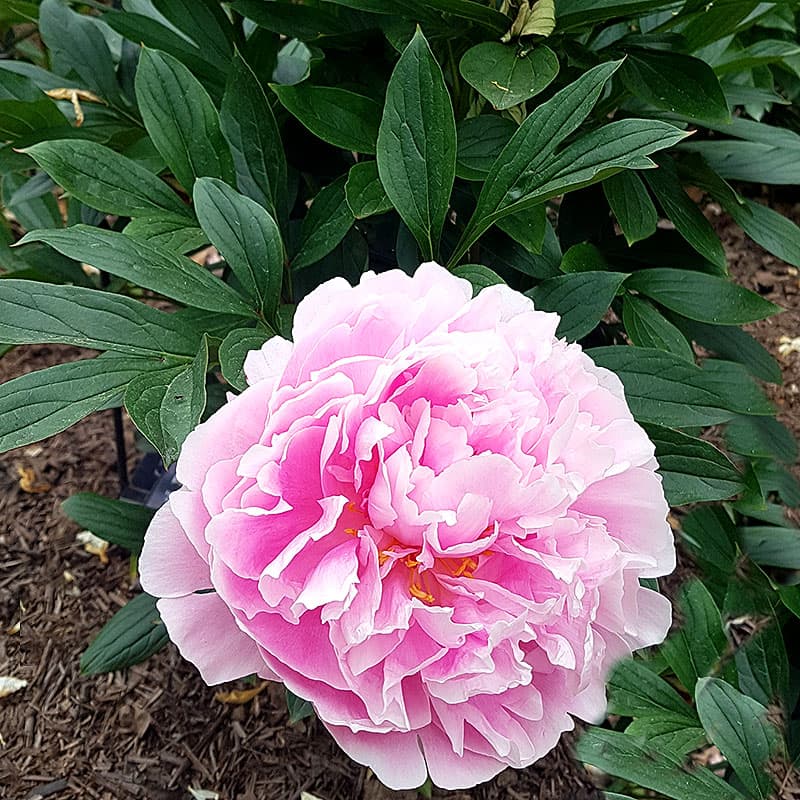 Luktpion 'Sarah Bernardt', rosa fylld perenn ca 80 cm sol kalkrik rabatt Paeonia 2L