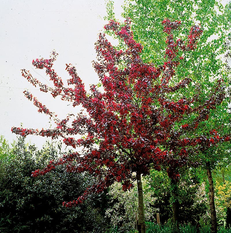 Purpurapel Royalty, 1 st mörkrosa maj 3–5 m sol/halvskuggigt zon1–5 dekorativa frukter