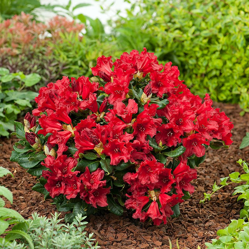 Växter - Rhododendron