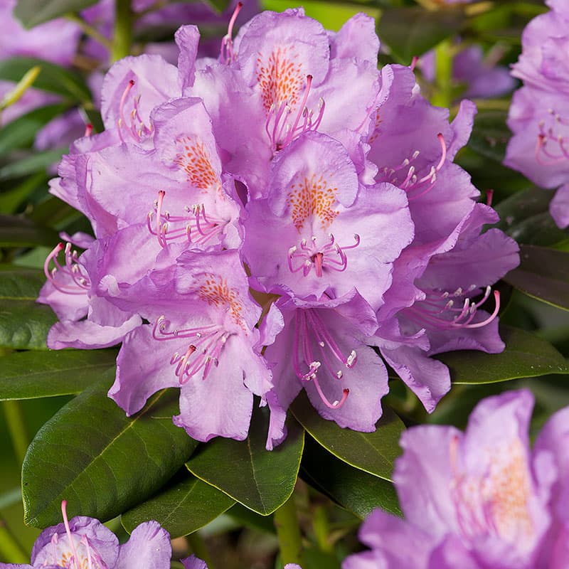Rhododendron Catawbiense Grandiflorum 30–40, 1-pack lila 2–3 m halvskugga zon1–5 robust