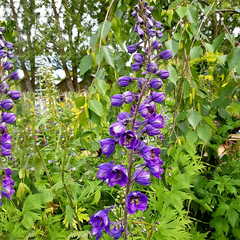 Trädgårdsriddarsporre 'Black Knight' 3-pack, mörklila perenn 150 cm sol stöd väldränerat