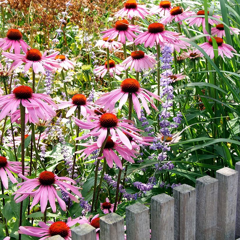 Solhatt 'Magnus' 3-pack, violettrosa perenn 100 cm sol väldränerat lång blomning