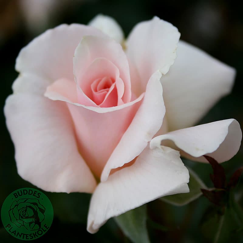 Ros A Whiter Shade of Pale 60–80, 10-pack ljusrosa sol/halvskugga zon1–3 välfyllda blommor