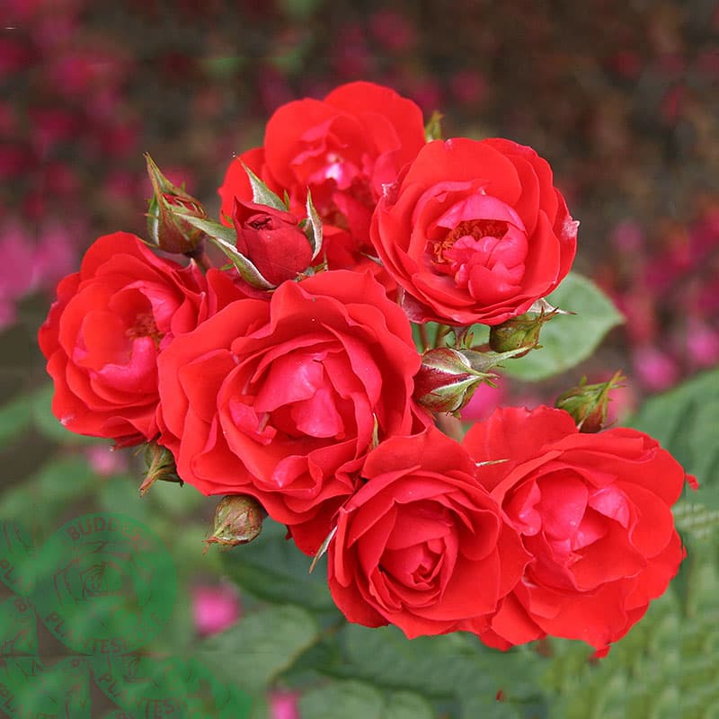 Ros Allotria, 10-pack orangeröd 60–80 cm svag doft juni–okt sol/halvskugga zon1–5 floribunda ros