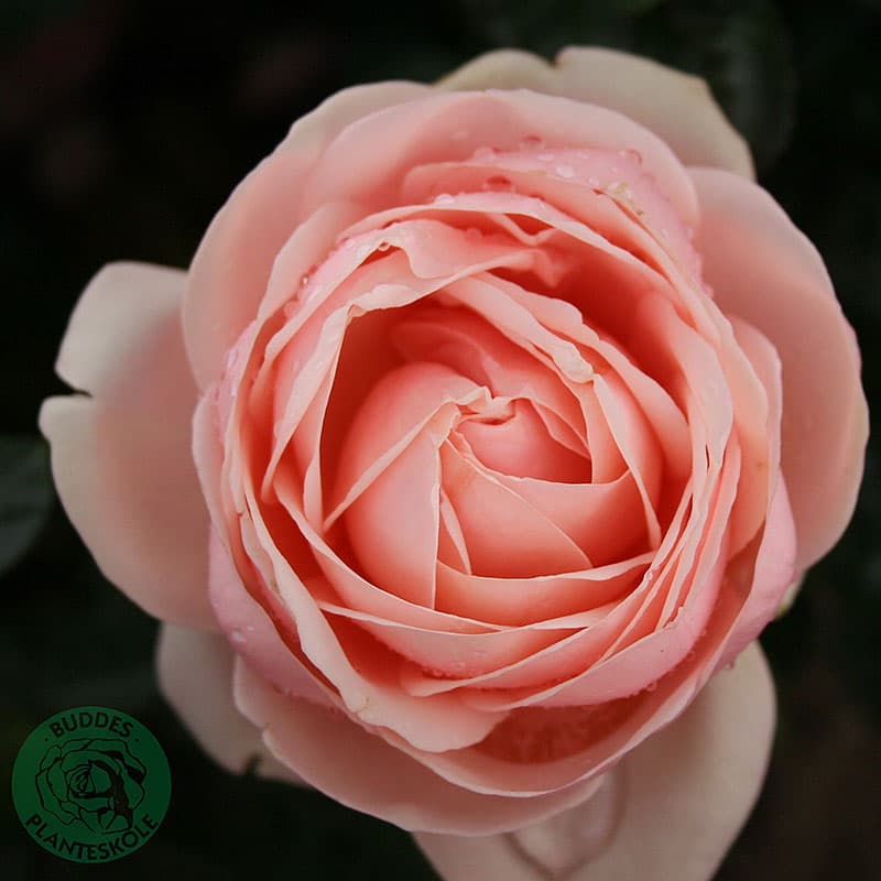 Ros Aphrodite, 1-pack ljusrosa 60–80 cm svag doft juni–nov sol/halvskugga zon1–4 kompakt ros