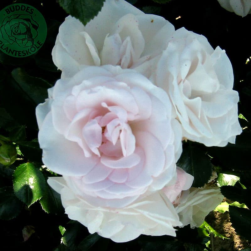 Ros Aspirin Rose, 1-pack vit/rosa 60–80 cm svag doft juni–okt sol/halvskugga zon1–4 frisk sort