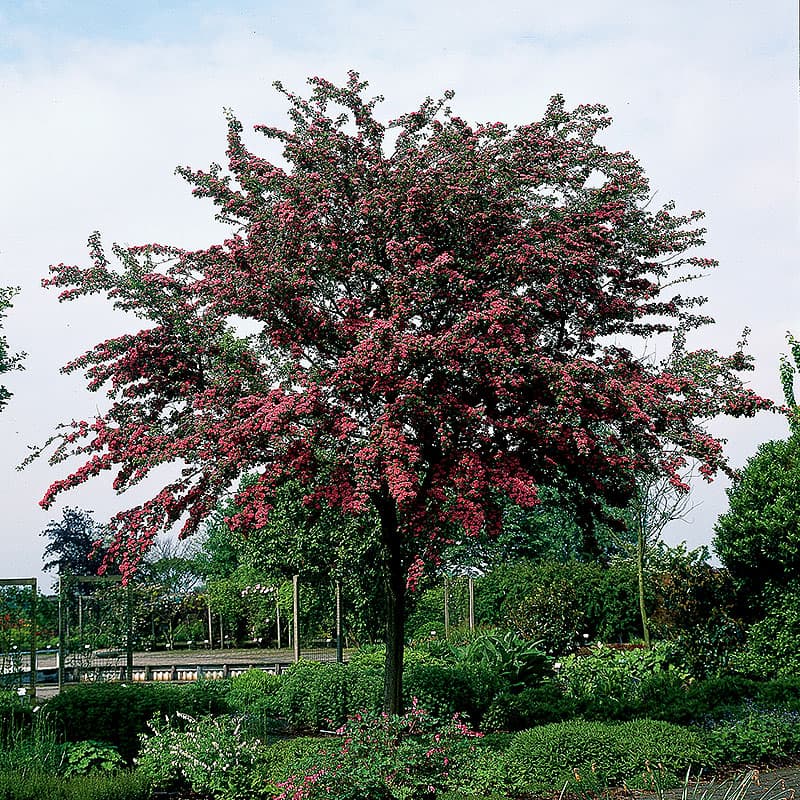 Rosenhagtorn Paul’s Scarlet, rosa maj 5–7 m sol/halvskuggigt rikblommigt träd