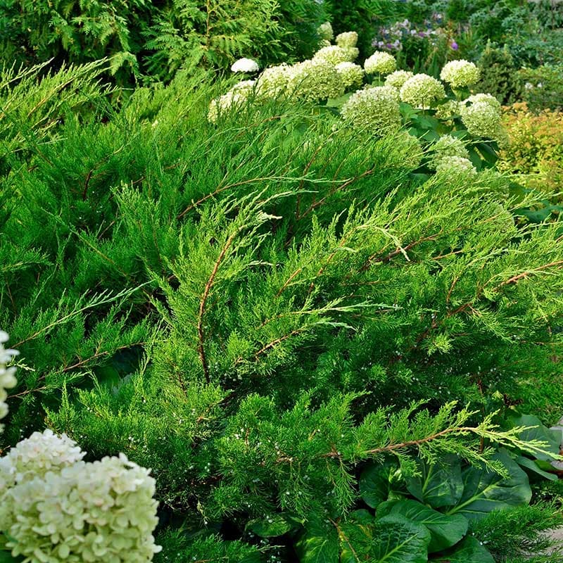Trädgårds-en Mint Julep 30–40, 1st, grön, 1–1,5 m, sol/halvskugga, zon1–4, bred marktäckare.