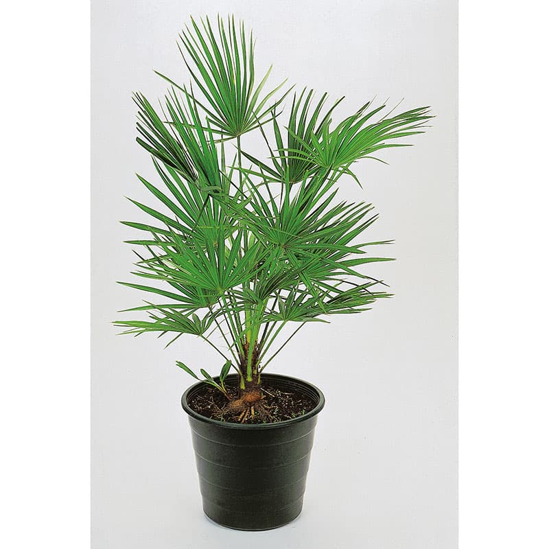 Väderkvarnspalm 30–40 cm, sol härdig palm tål kyla upp till –15 kortvarigt kruka 14cm