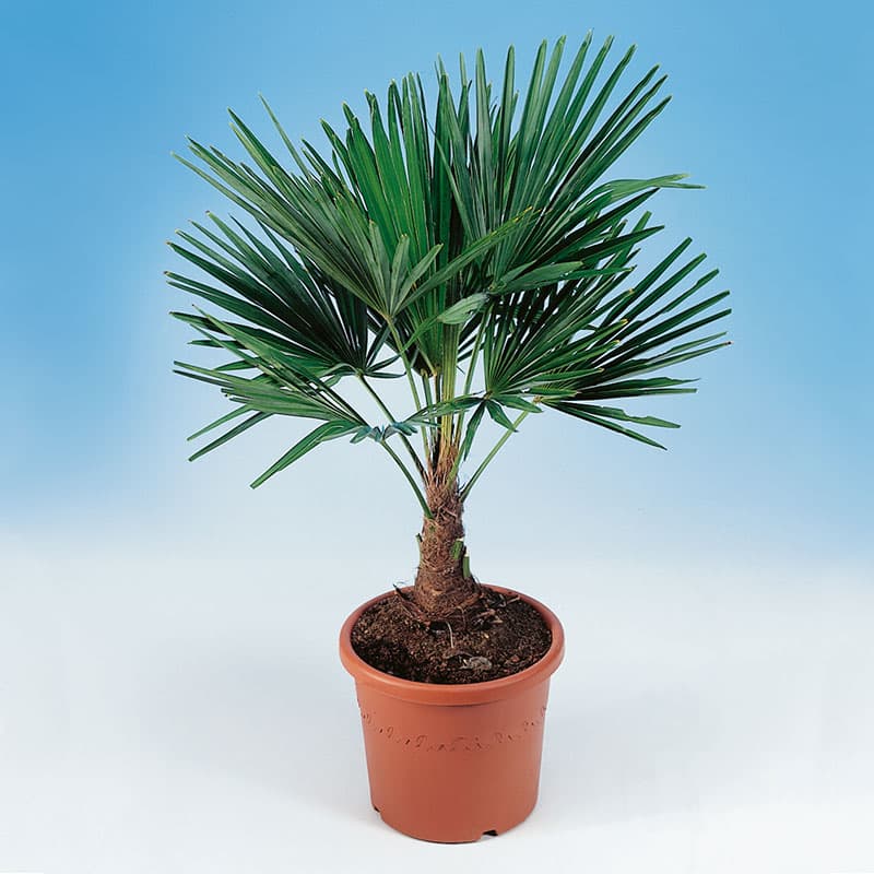 Väderkvarnspalm 100-110 cm, sol härdig robust palm tål kyla lätt kruka 24cm
