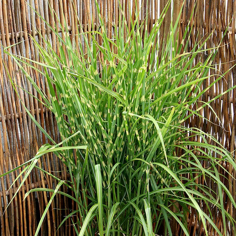 Zebragräs,2L Grön-gula blad, höjd ca160 cm, soligt läge, dekorativt prydnadsgräs