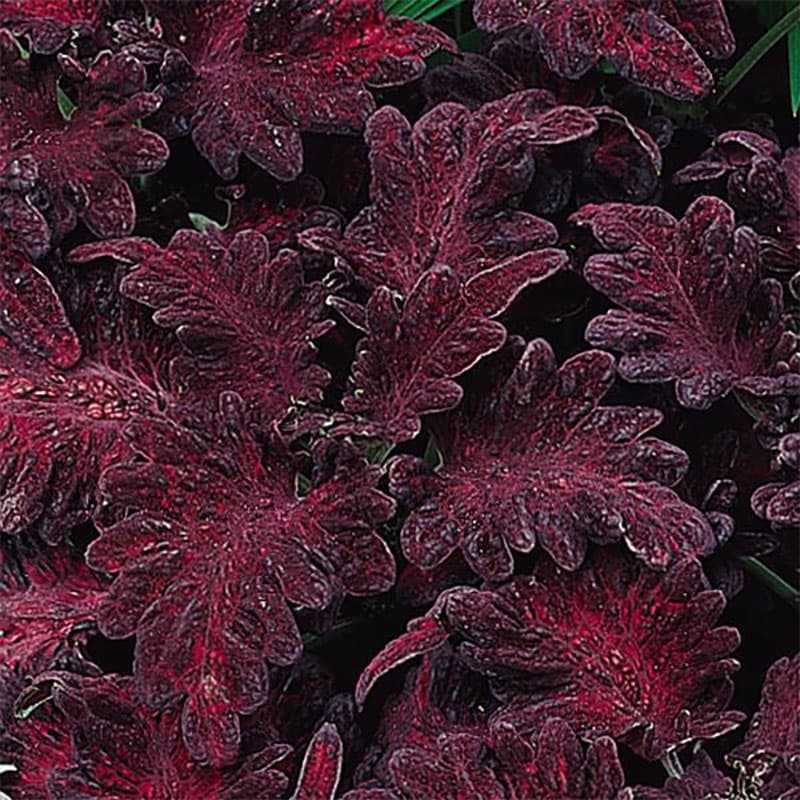Palettblad 'Black Dragon', svarta blad med rubinröd mitt, höjd 45 cm, lättodlad, 10 frön.