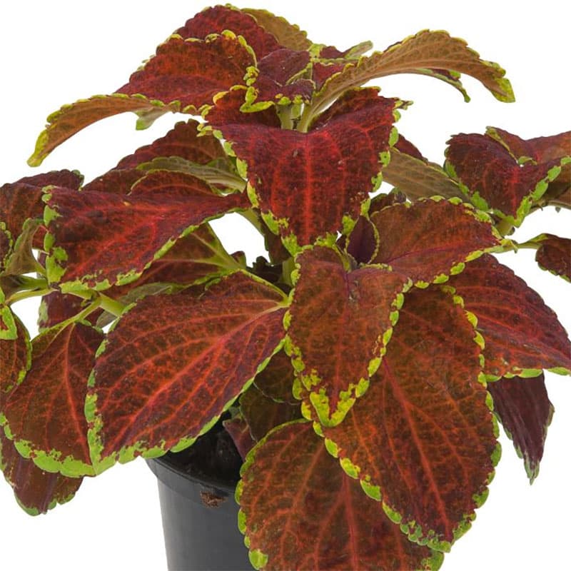 Palettblad 'Fairway Orange', färg: orange, höjd: 20-25 cm, bredd: 25 cm, läge: skugga/halvskugga.