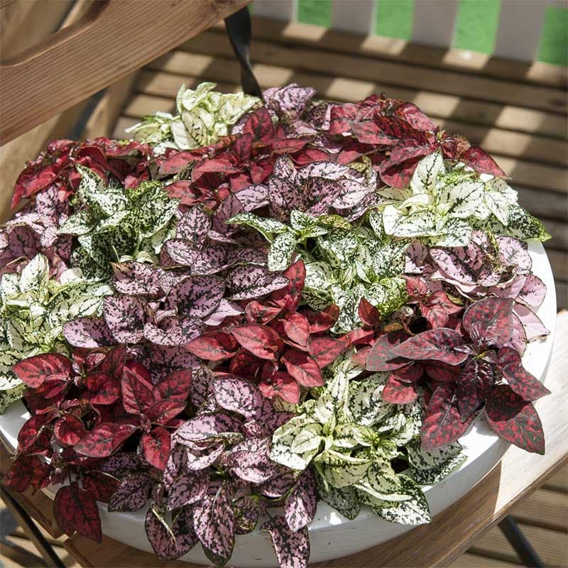 Rosenstänk 'Confetti Compact' mix, dekorativt bladverk, ca 40 cm, härdighet D, 20 frön.