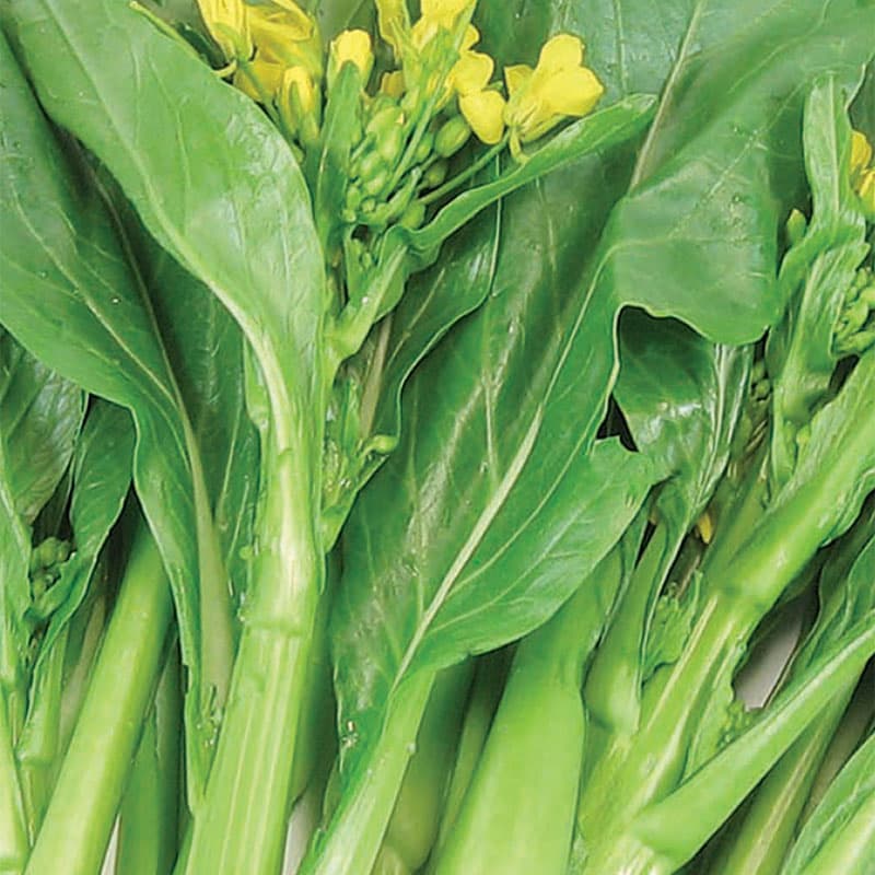 Asiatisk kål 'Choy Sum', grön, sol, kål, ca 500 frön, skördetid juli-nov, såtid maj-sep.