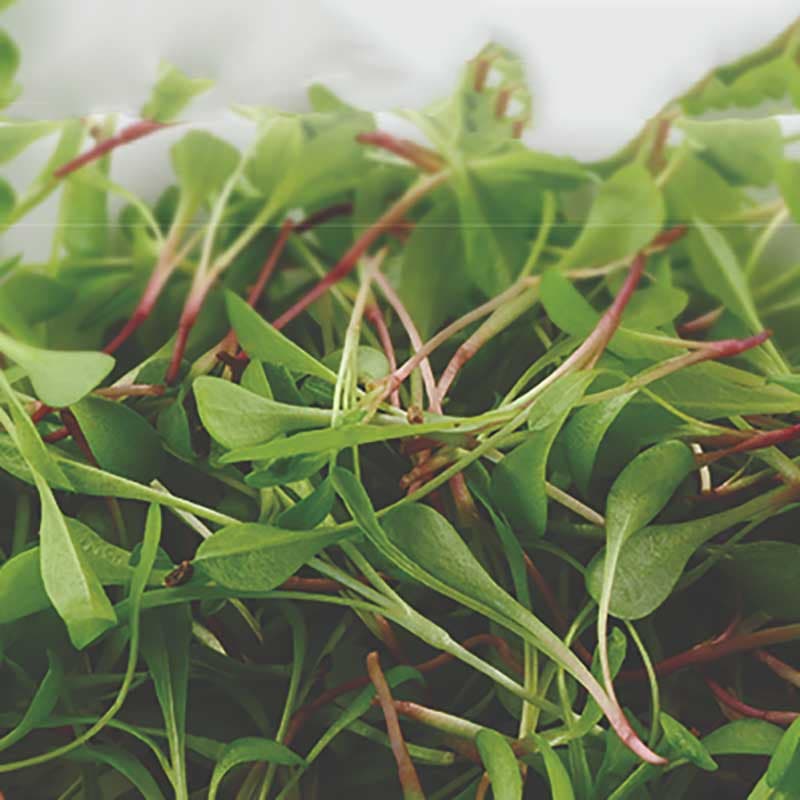 Micro greens - Chicory, färg: grön, smak: mild, höjd: 5-10 cm, lättodlad, klar på 10-16 dagar.