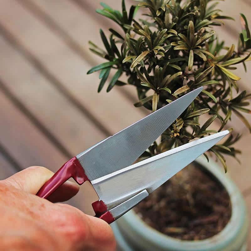 Formklippningssax mini, trimsax i kolstål för exakt formning av örtartade växter och bonsai