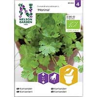 Koriander 'Marino', ekologisk, grön, mild curryton, höjd 60 cm, växtläge sol, 127 frön.