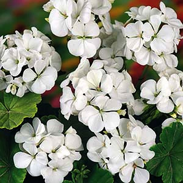 Fröer - Pelargoner