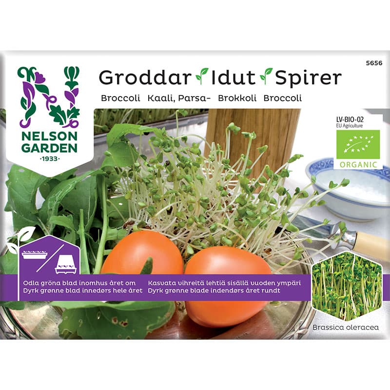 Groddar Broccoli - Primo Vitamino, ekologiska frön, 20 gram, ljust läge, groddbox.