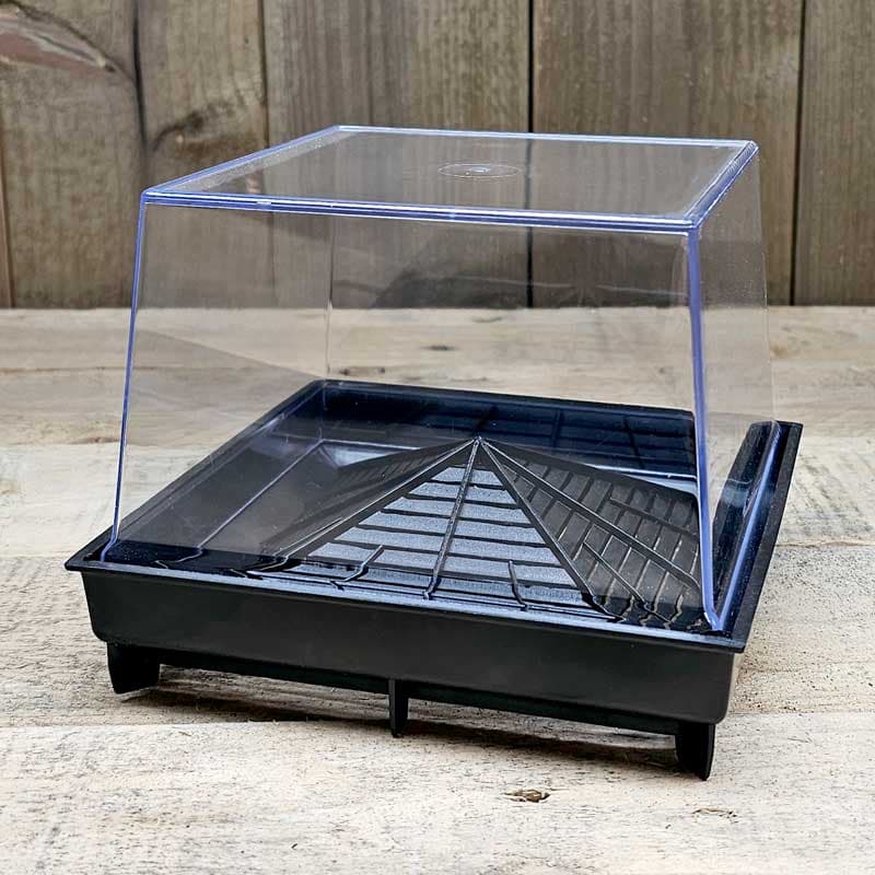 Groddbox, Primo Vitamino
