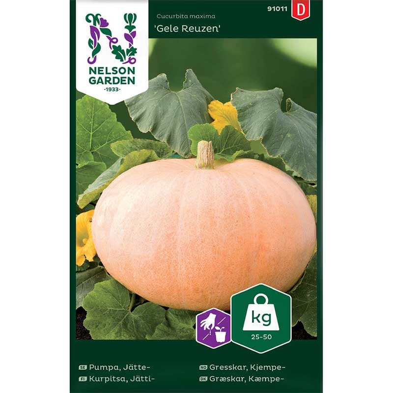 Jättepumpa 'Gele Reuzen', plattrunda, gula frukter, lättodlad, sol, 6 plantor.