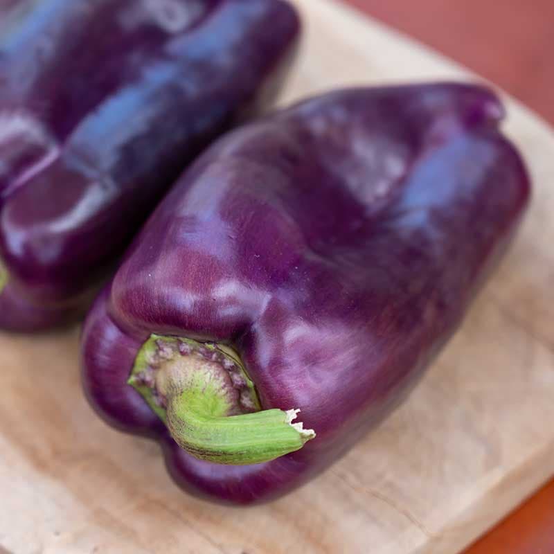 Snackpaprika 'Snacking Purple', lila, små söta frukter, 30-40 cm hög, soligt läge, lättodlad.