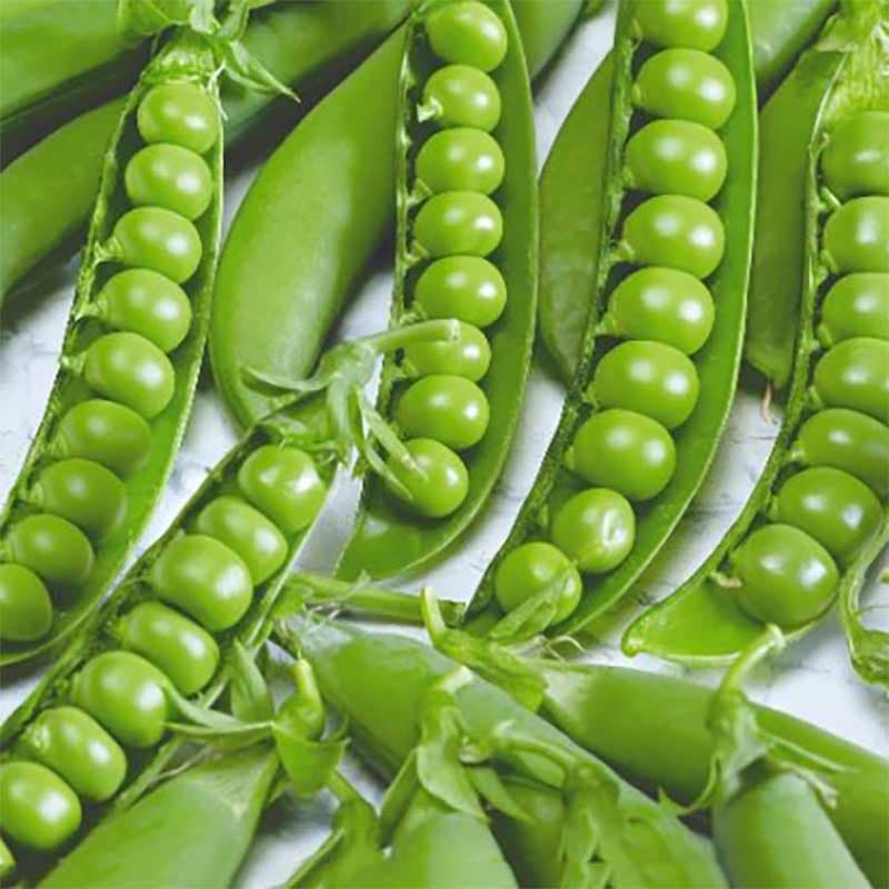 Märgärt 'Avola', grönsak, 50-60 cm hög, medelstorlek baljor 9-12 cm, 6-7 ärtor per balja, 20 gram frön.