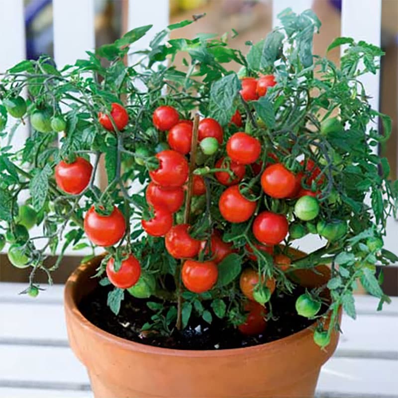 Tomat 'Vilma', lågväxande, 20-25 cm hög, runda frukter ca 30 g, för krukodling. ca 40 frön