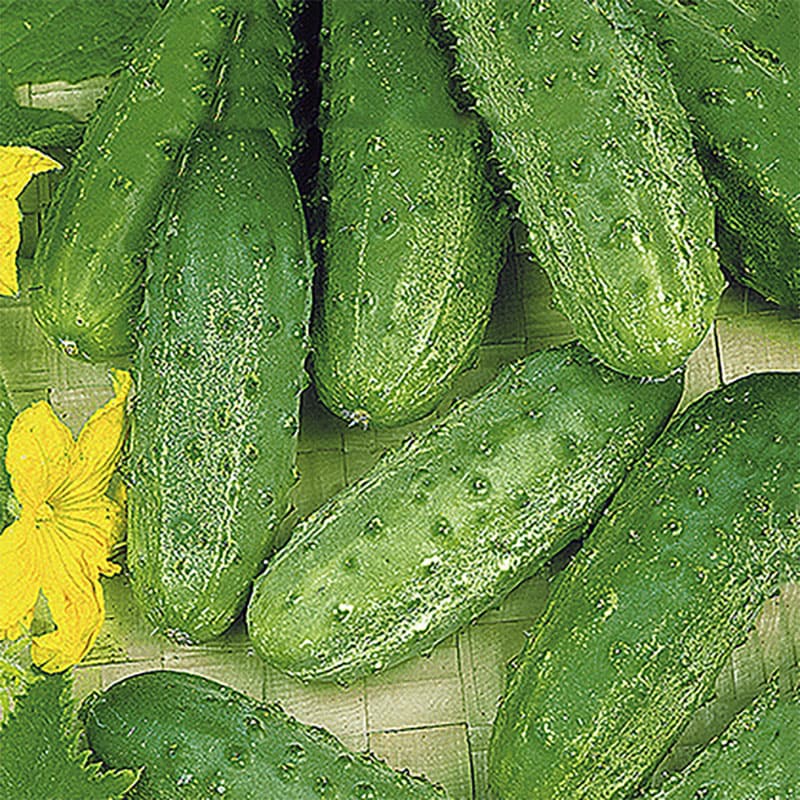 Frilandsgurka 'Altai', ljusgröna frukter, grova, få knottror, motståndskraftig mot bladmögel.