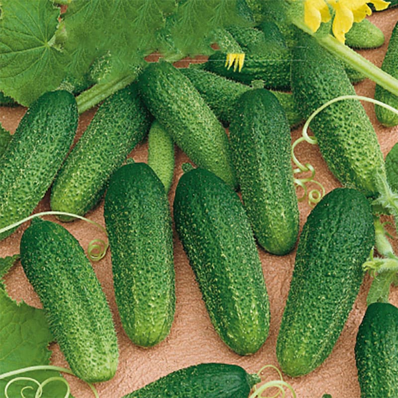 Frilandsgurka 'Dirigent', tidig, självbefruktande hybrid med god smak, 20 fröer.
