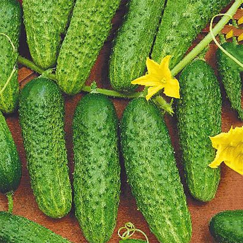 Frilandsgurka 'Mandy', medeltidig, självbefruktande hybrid, mörkgrön, 7-12 cm lång.