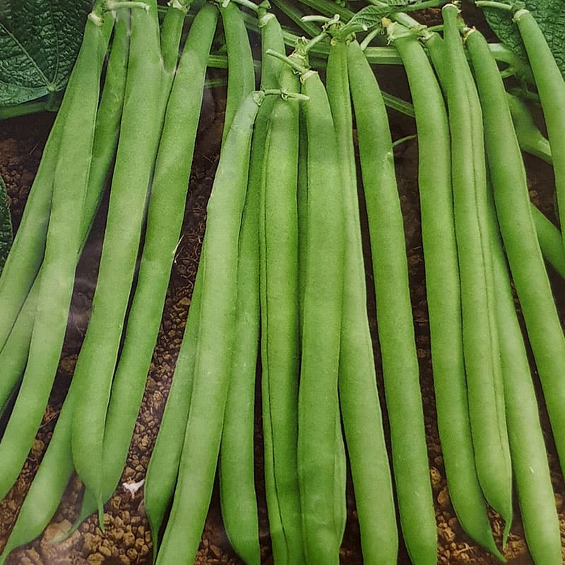 Dvärgböna 'Contender', grön balja, 7-15 cm, höjd 30-45 cm, soligt läge, lättodlad, 20 gram frön.