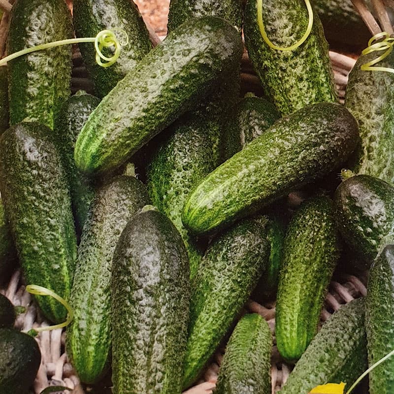 Frilandsgurka 'Elisabet', grön, självbefruktande, robust, ca 18-25 frön, skörd maj-sep.