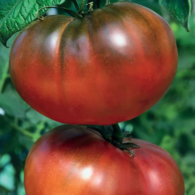 Tomat 'Noire de Crimee', medeltidig, upprätt växtsätt, stöd behövs, frukter 110-115 gram, 0,1 gram frön.