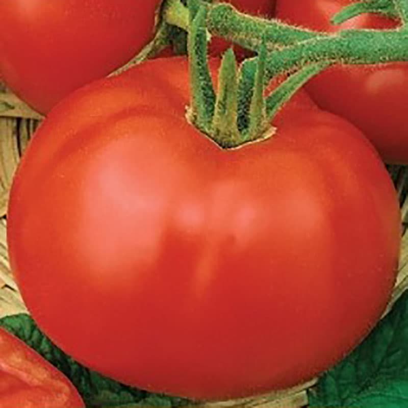 Tomat 'Uragan', runda frukter, 110-135 g, tidig sort, upprätt växtsätt, behöver stöd.