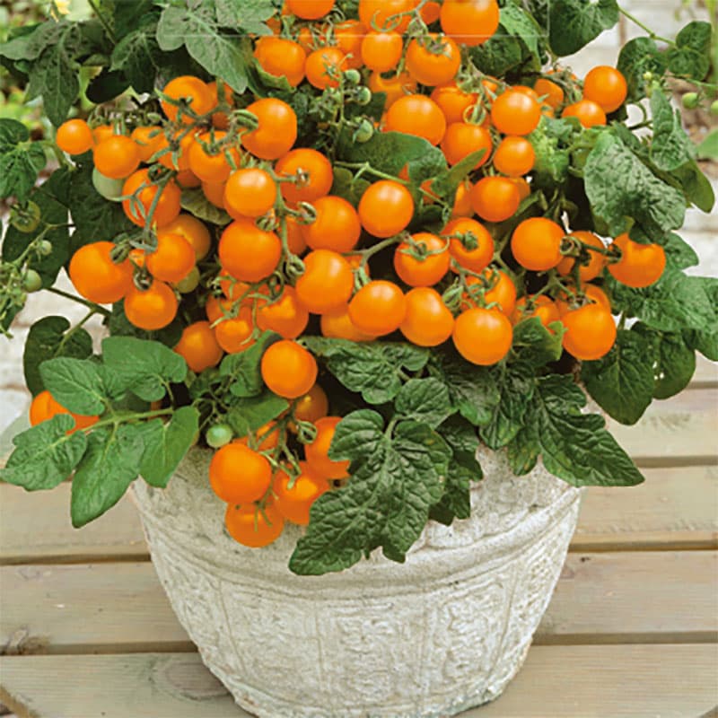 Tomat 'Venus', lågväxt, orangefärgad frukt, kompakt buske, inomhus/balkong, 0,1 gram frön, 30 g/frukt.
