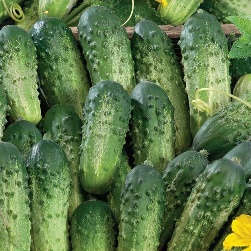 Gurka 'Bara', mörkgrön, starkväxande, krispig, resistent mot gurkmosaikvirus, 10-15 frön per paket.