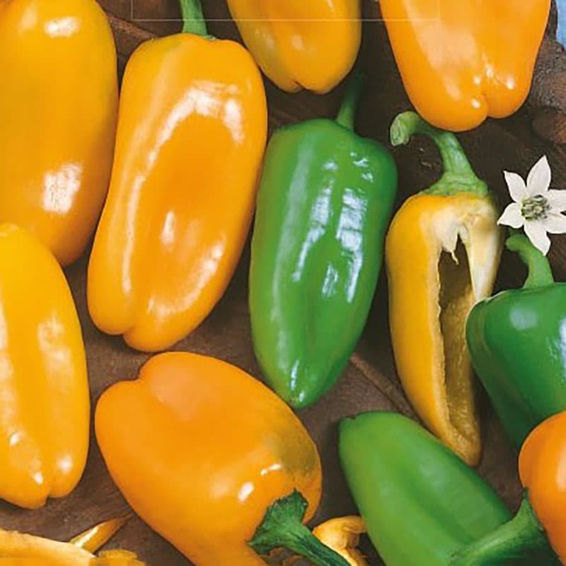Paprika 'Hamik', medelstor, orangefärgade frukter, utan frön, odlas i växthus och utomhus, 0,1 gram frön.