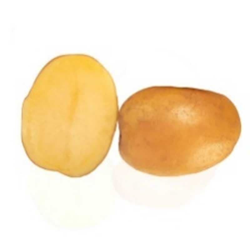 Decibel, sättpotatis, 1 kg tidig gul oval fast potatis motståndskraftig jämn form