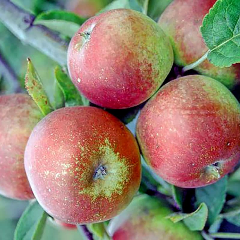 Ympris äpple 'Åkerö', vackert, karaktäristiskt äpple, fast fruktkött, mognad nov-jan, härdig zon 4